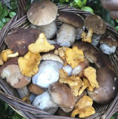 mushrooms_mix