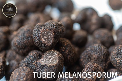 tuber_,melanosporum