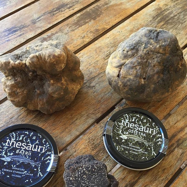 Tuber Magnatum