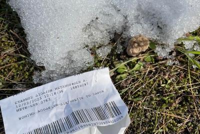 The first morel in Europe for 2023