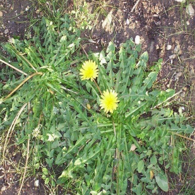Dandelium - Taraxacum officinale