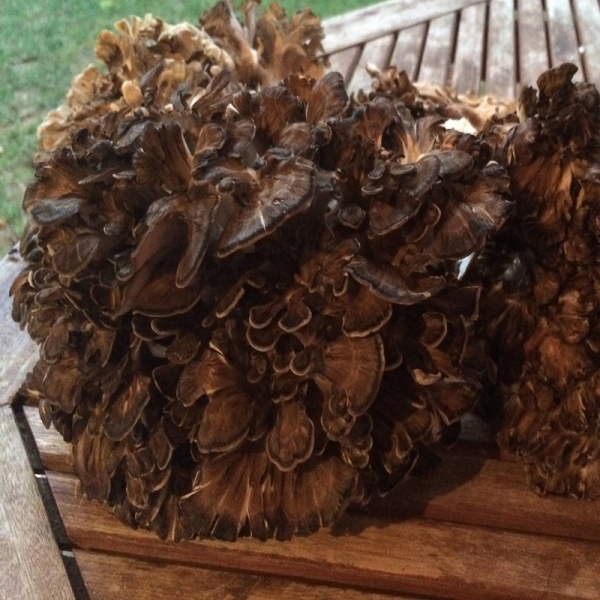 Grifola Frondosa